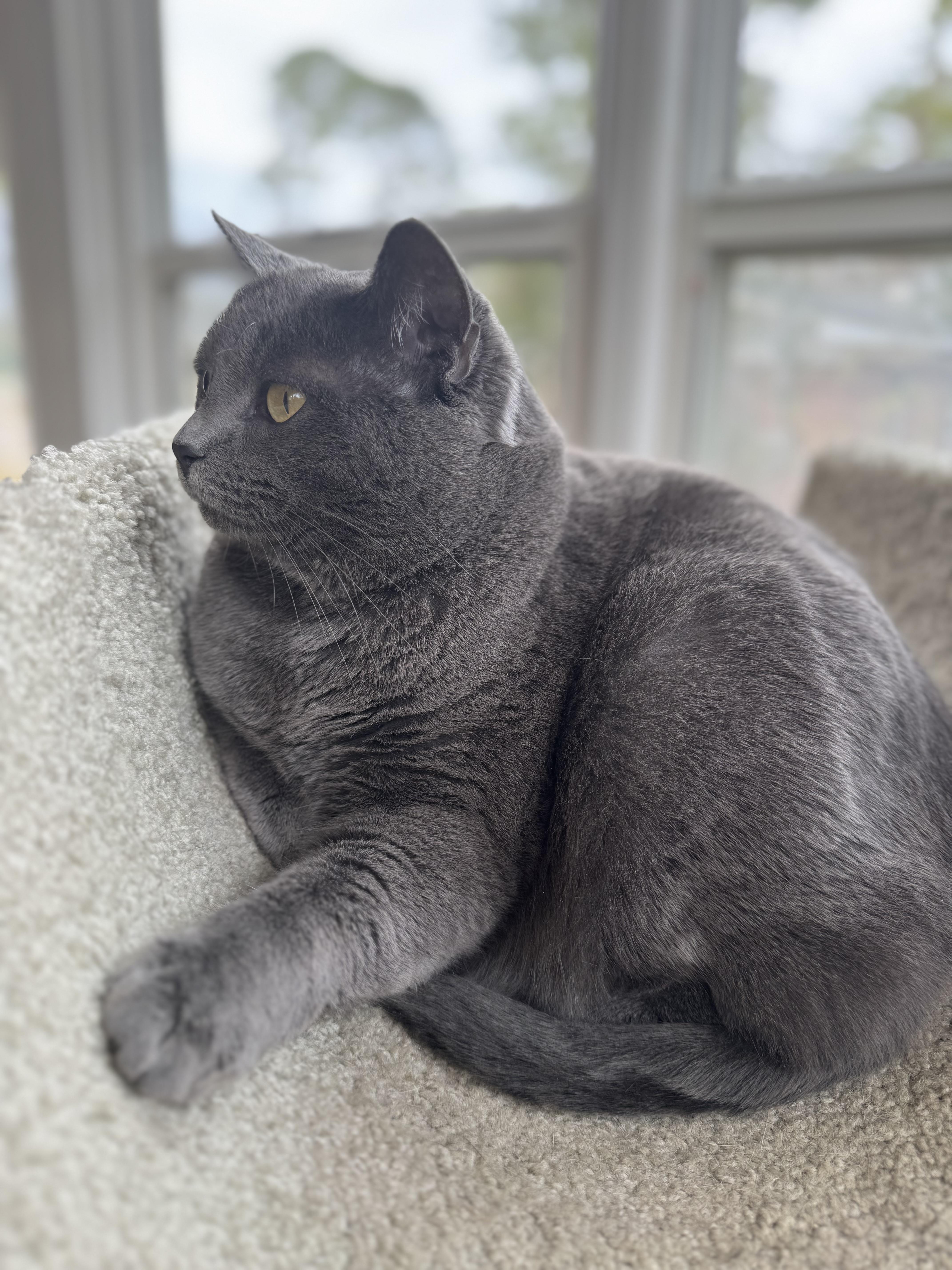 Pesto, a Adoptable Domestic Short Hair in Valdosta, GA image 2/4