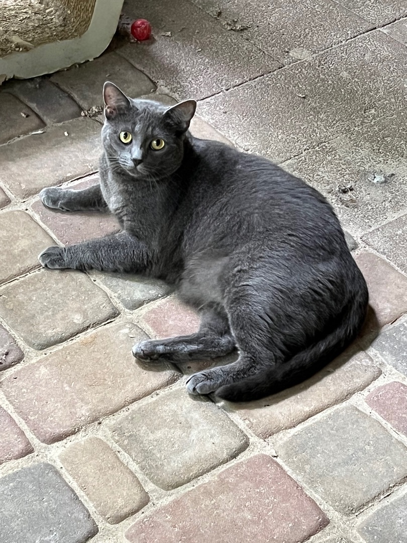 Pesto, a Adoptable Domestic Short Hair in Valdosta, GA image 4/4