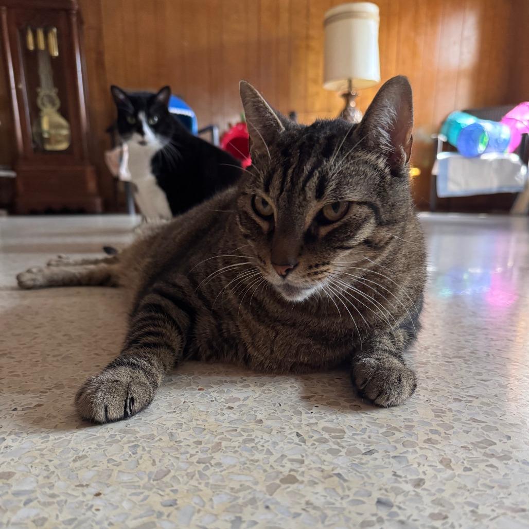 Arie — thumbnail 3