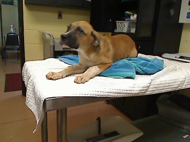JEFFREY, Adoptable, Puppy Male Boxer & Pit Bull Terrier.