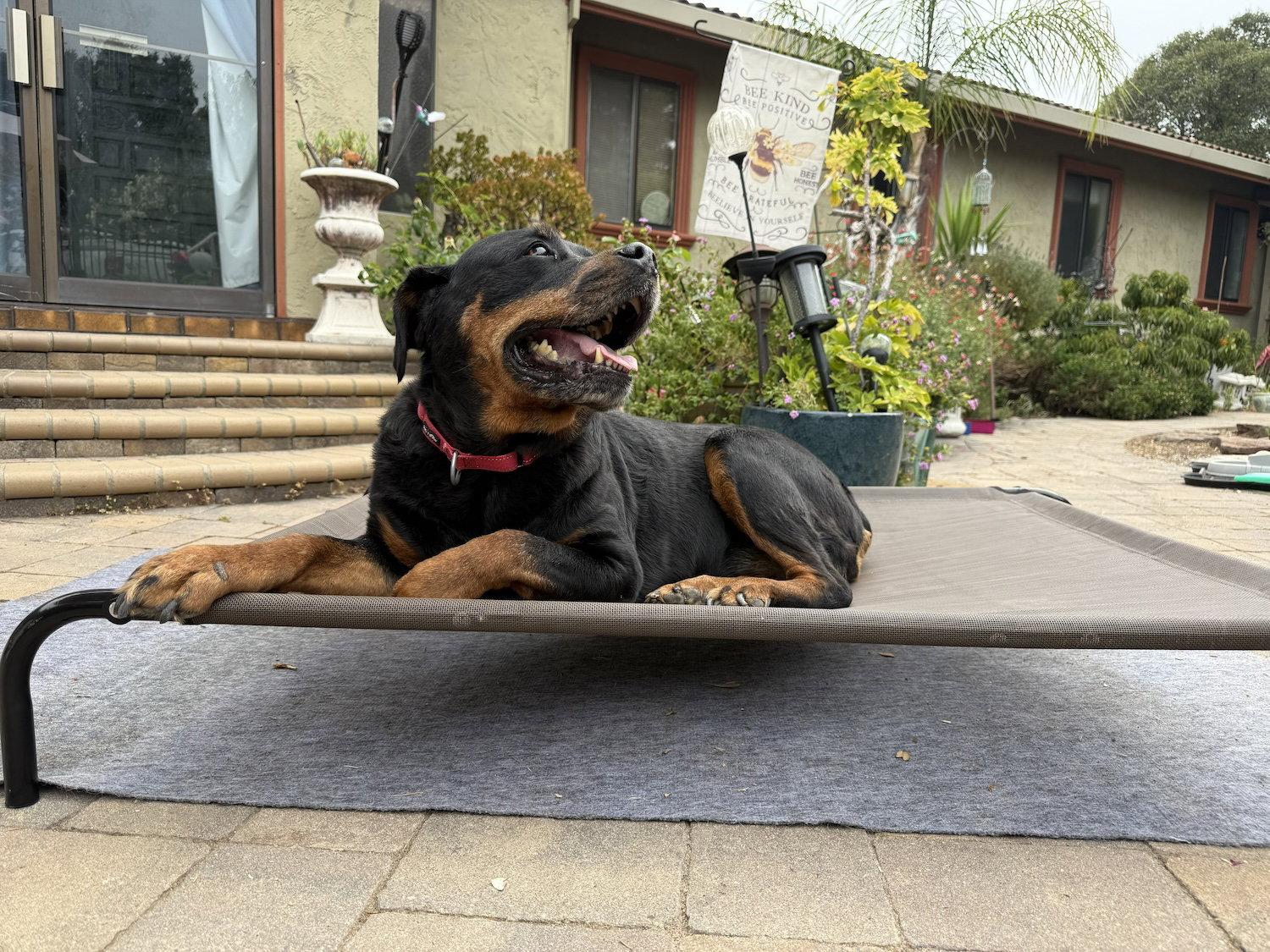 Enlarge Lily, a Adopted Rottweiler in San Jose, CA image 1/2
