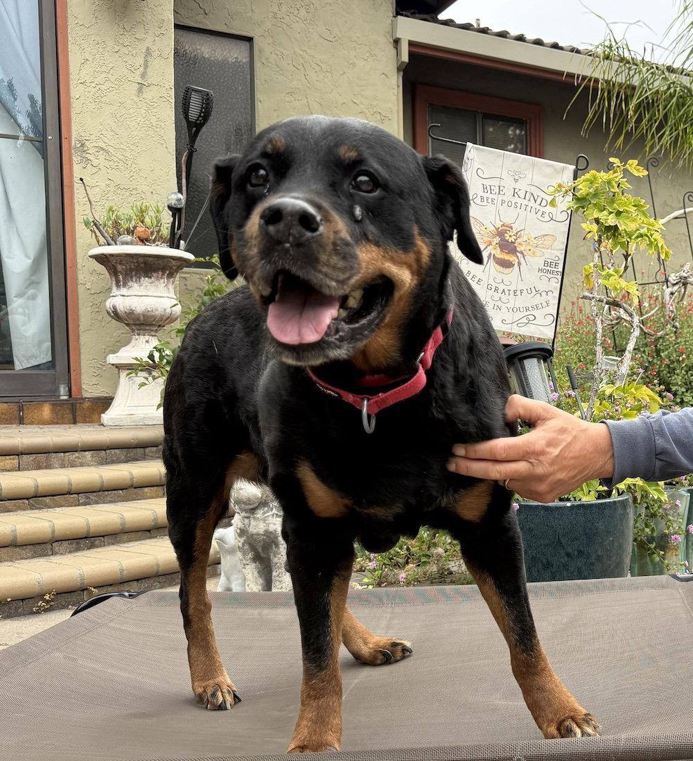 Enlarge Lily, a Adopted Rottweiler in San Jose, CA image 2/2