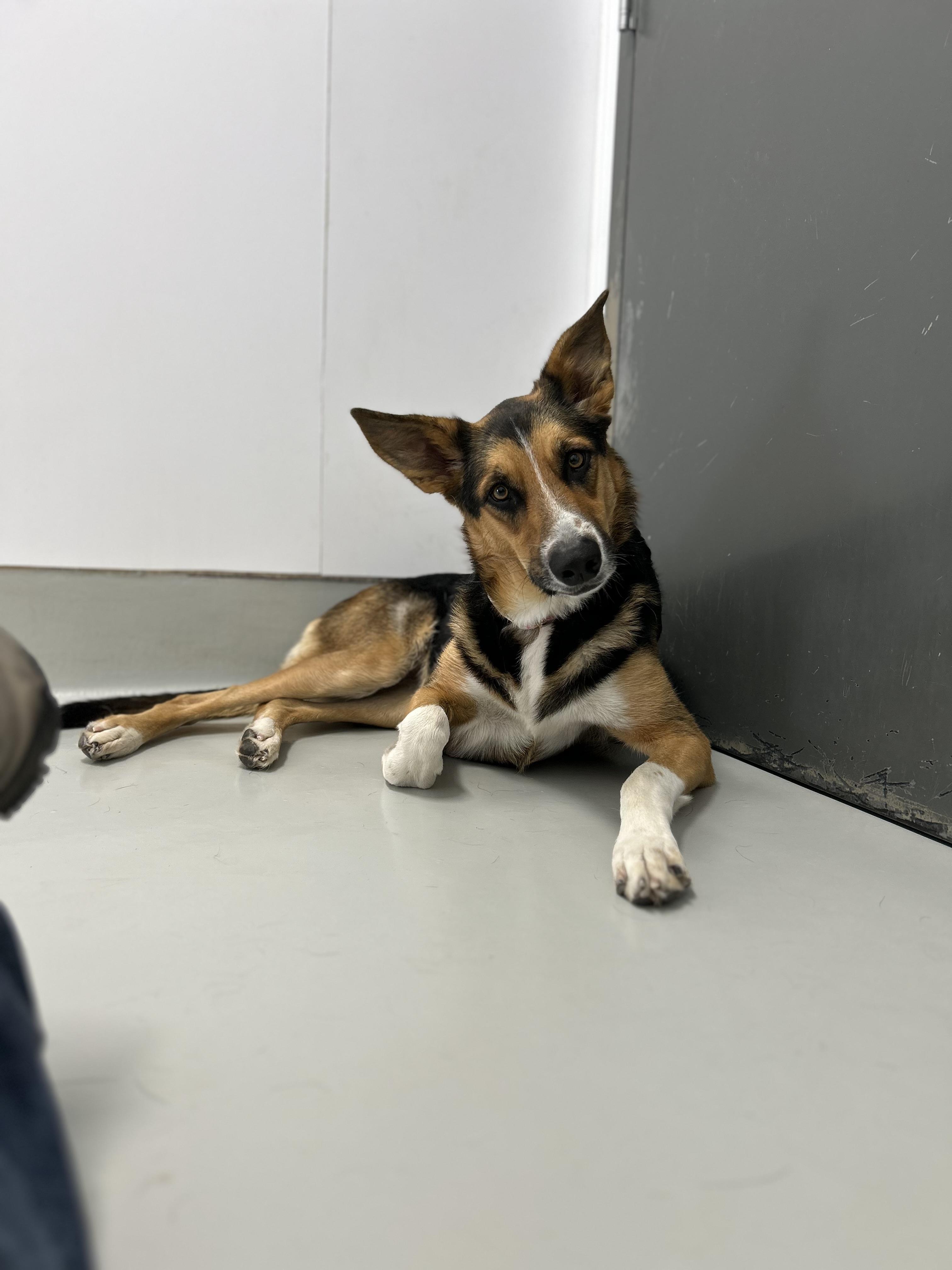 Daisy - Adoption Fee Sponsored by the ASPCA The Rescue Effect, Adopted, Adult Female German Shepherd Dog & Australian Shepherd.