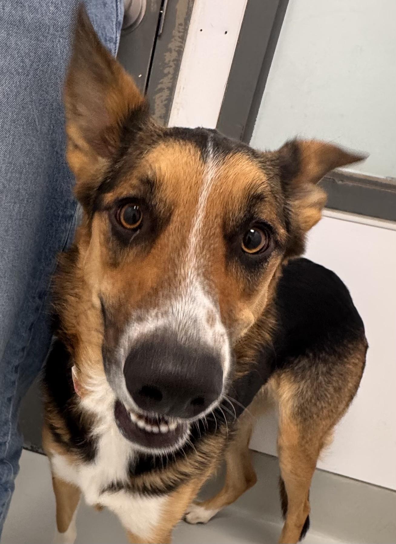 Enlarge Daisy - Adoption Fee Sponsored by the ASPCA The Rescue Effect, a Adopted mixed breed in Chico, CA image 2/6