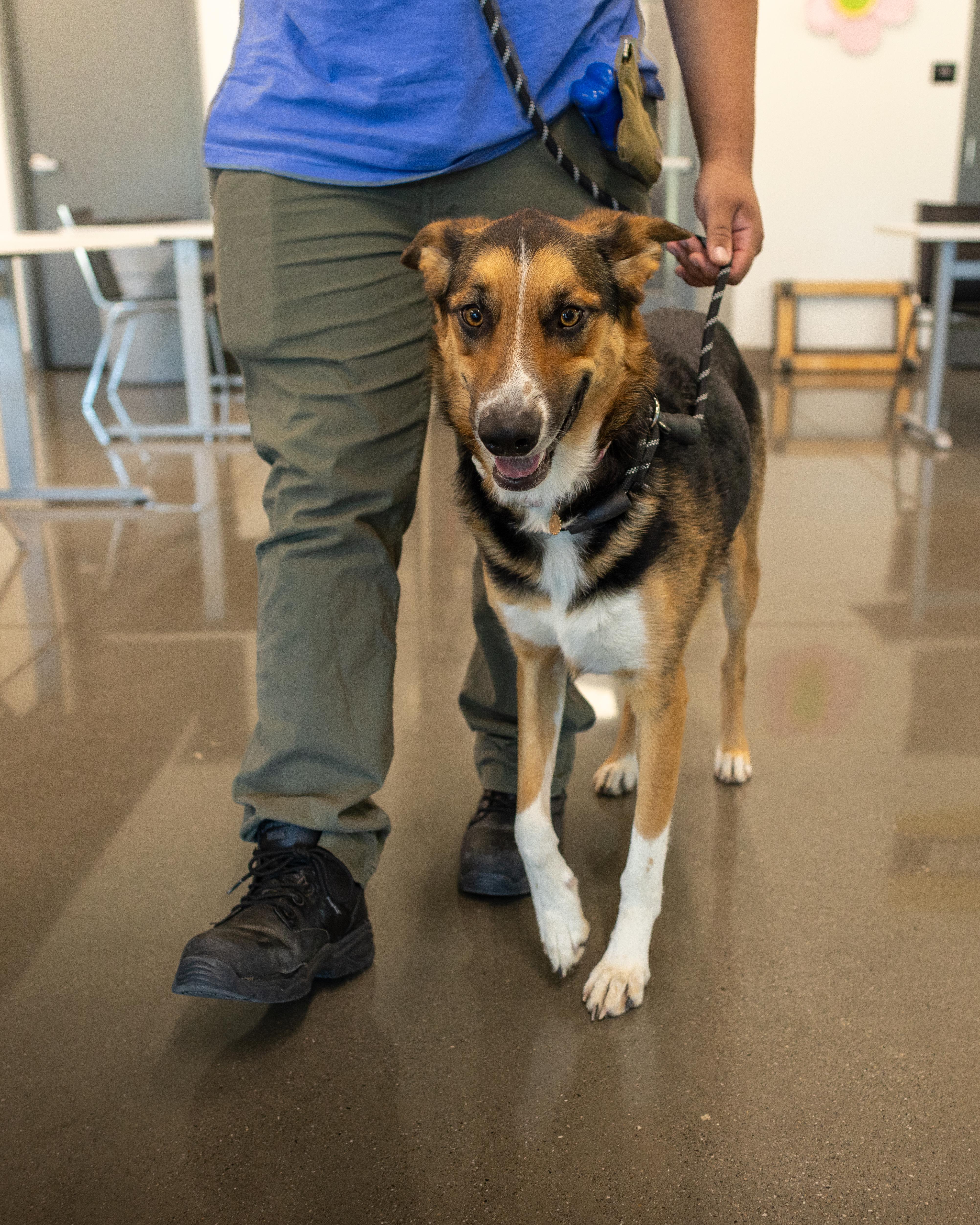 Enlarge Daisy - Adoption Fee Sponsored by the ASPCA The Rescue Effect, a Adopted mixed breed in Chico, CA image 3/6