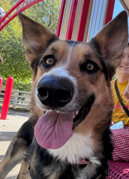 Enlarge Daisy - Adoption Fee Sponsored by the ASPCA The Rescue Effect, a Adopted mixed breed in Chico, CA image 4/6
