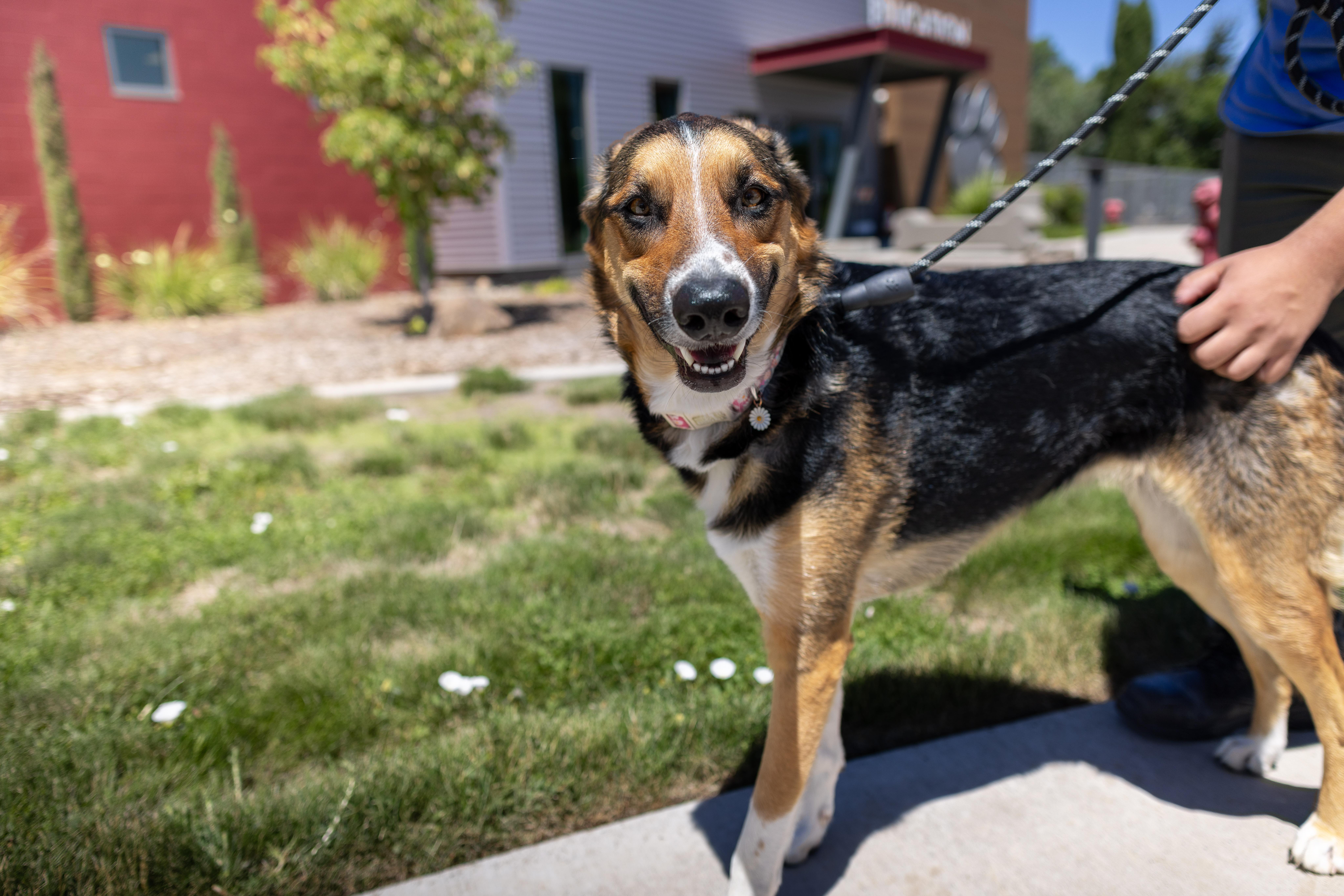 Enlarge Daisy - Adoption Fee Sponsored by the ASPCA The Rescue Effect, a Adopted mixed breed in Chico, CA image 5/6