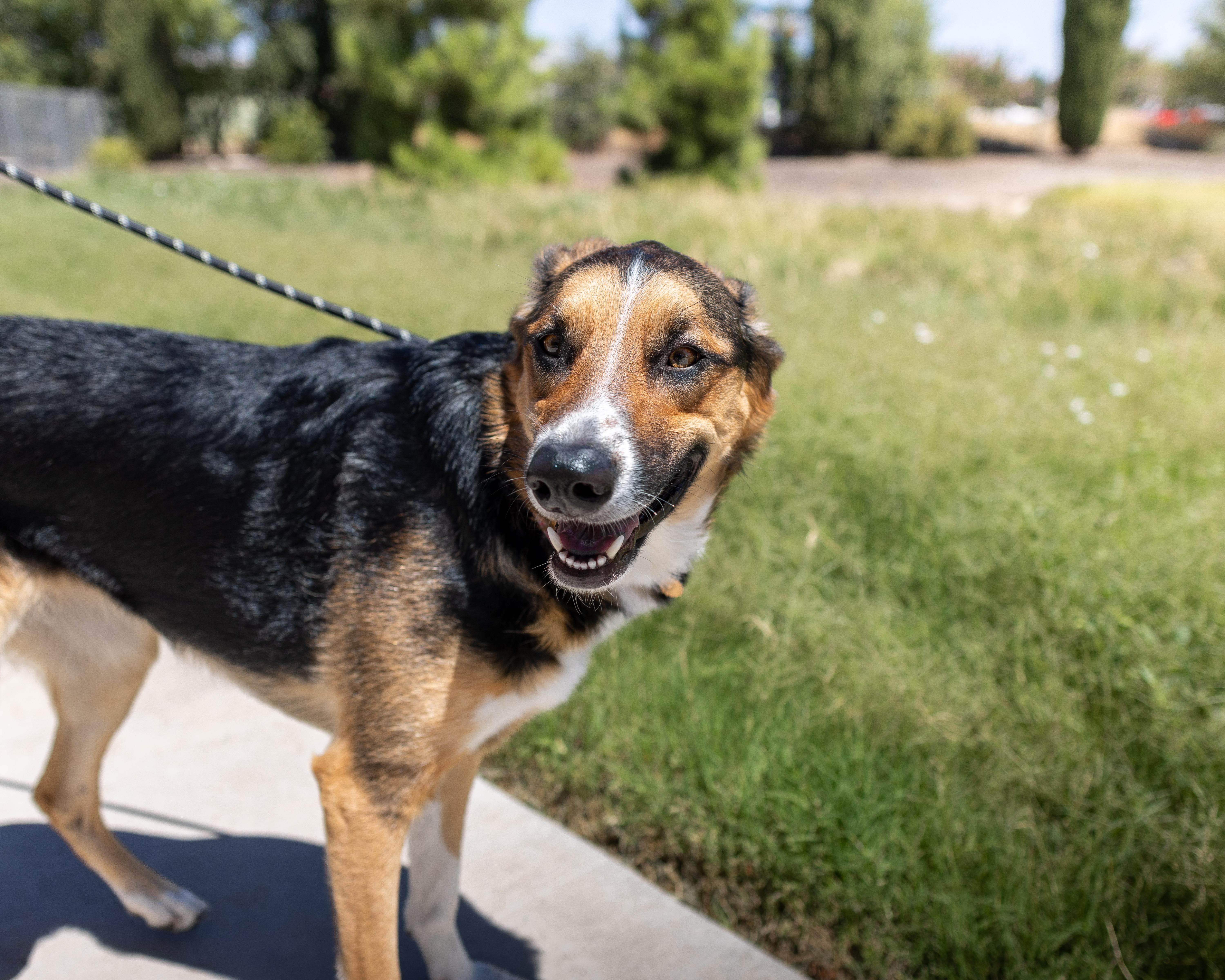 Enlarge Daisy - Adoption Fee Sponsored by the ASPCA The Rescue Effect, a Adopted mixed breed in Chico, CA image 6/6