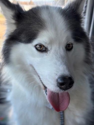 Enlarge SIREN, a Adoptable Siberian Husky in Alameda, CA image 1/1