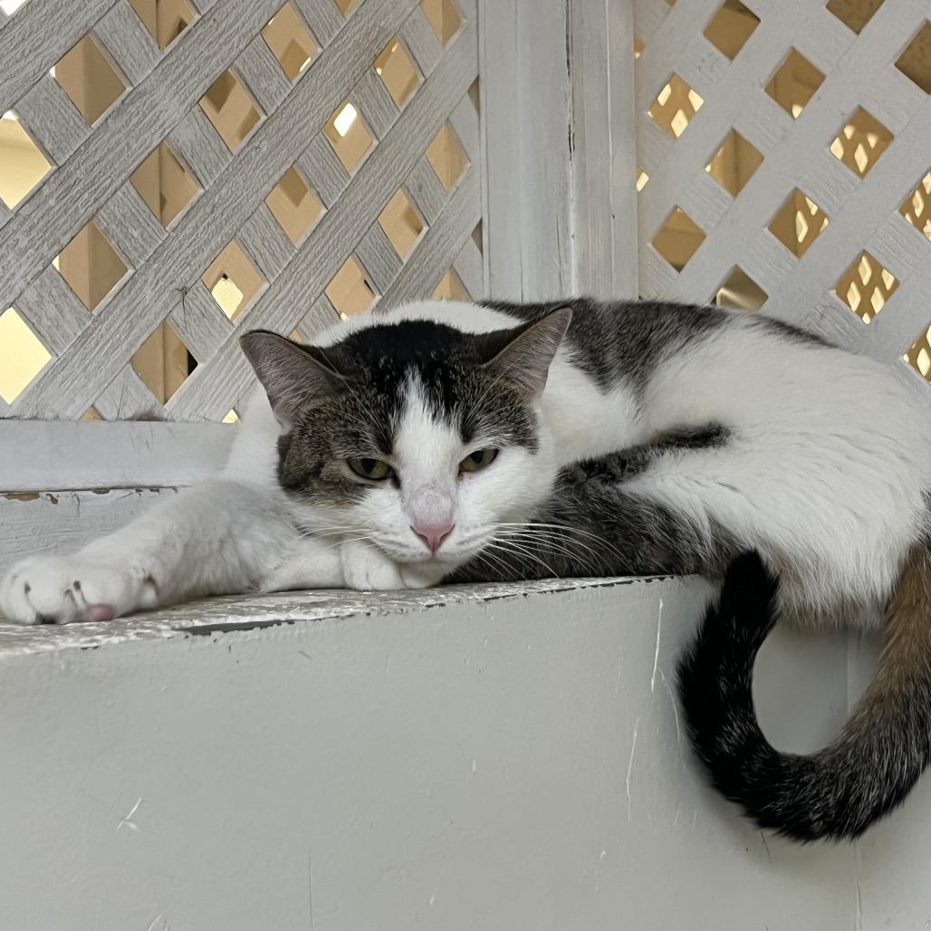 Aura, Adoptable, Young Female Domestic Short Hair.