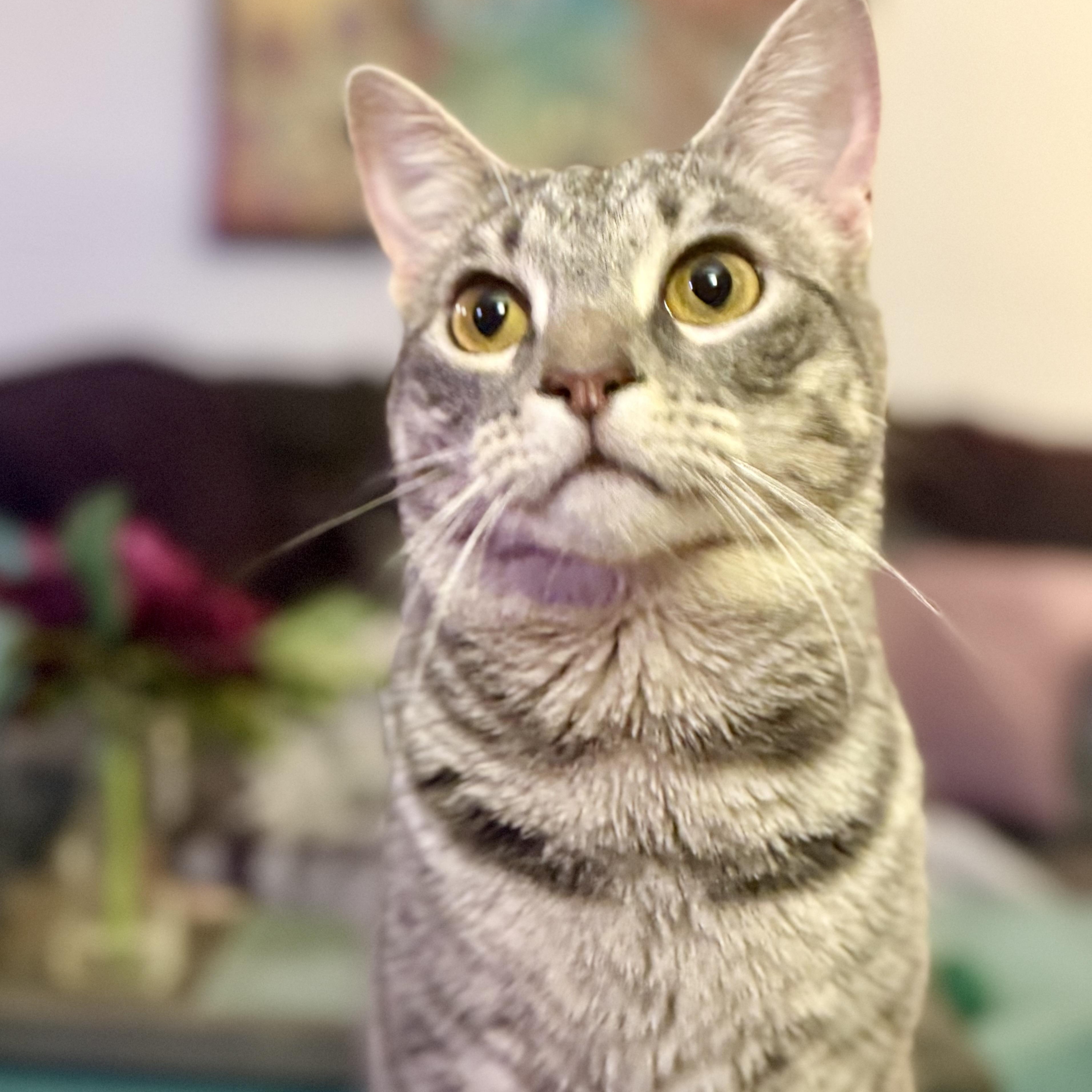Stevie & Nicks, a ADOPTABLE Domestic Short Hair in Royal Oak, MI image 3/5