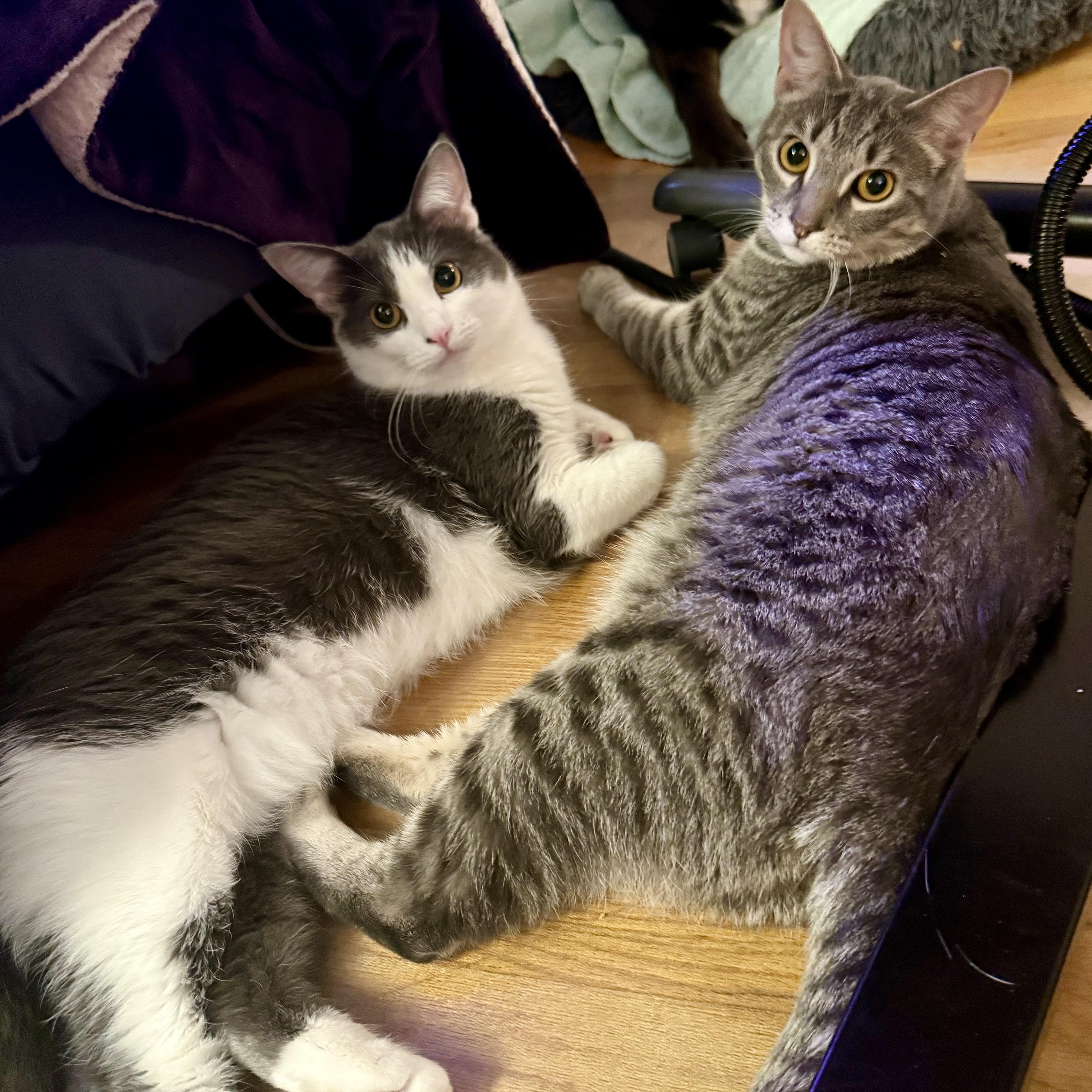 Stevie & Nicks, ADOPTABLE, Young Male Domestic Short Hair.