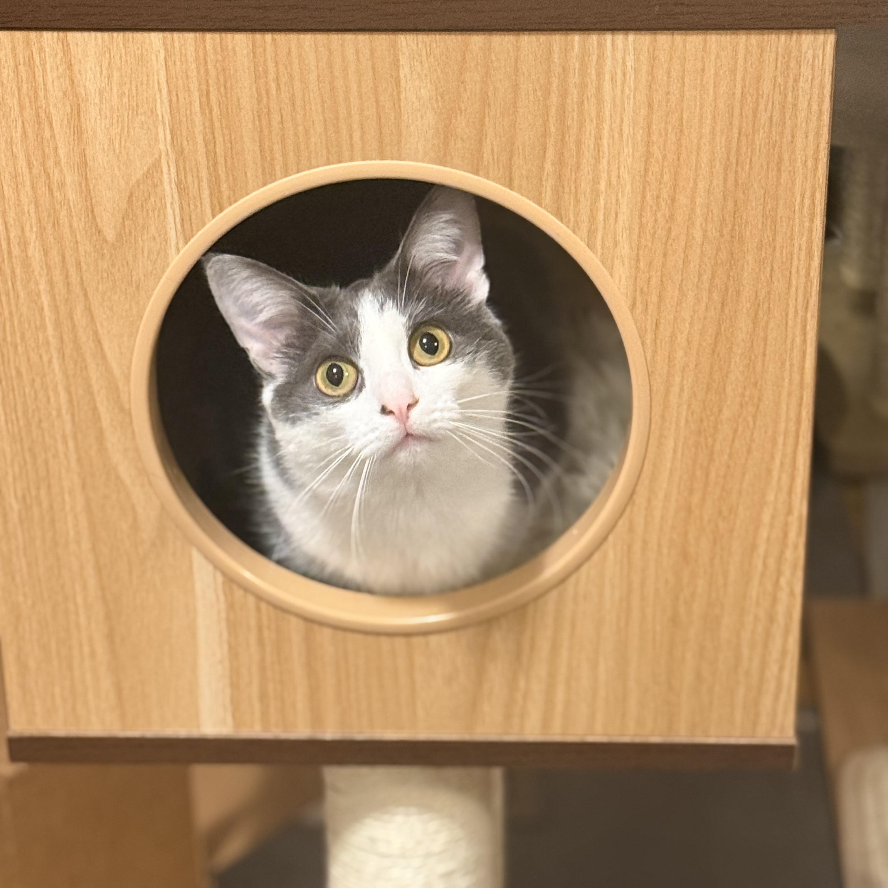 Stevie & Nicks, a ADOPTABLE Domestic Short Hair in Royal Oak, MI image 4/5