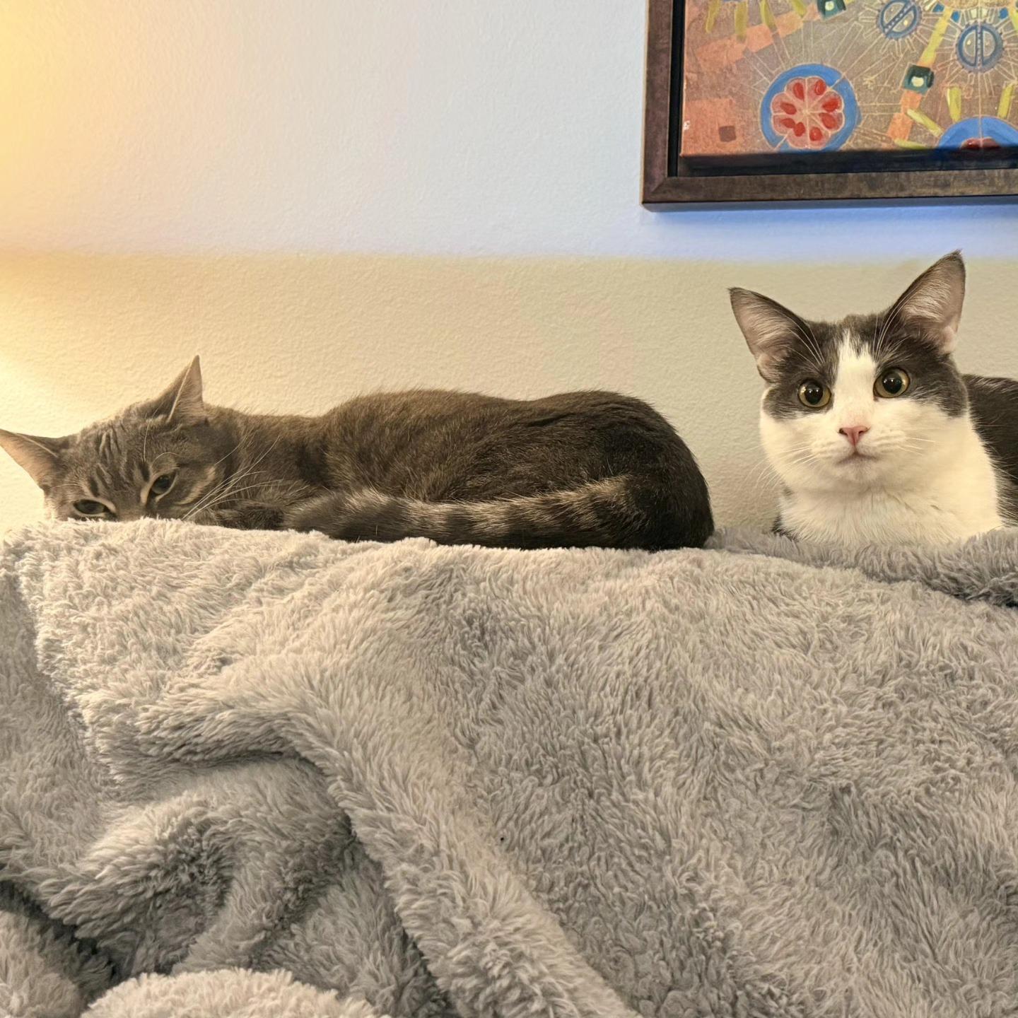 Stevie & Nicks, a ADOPTABLE Domestic Short Hair in Royal Oak, MI image 5/5