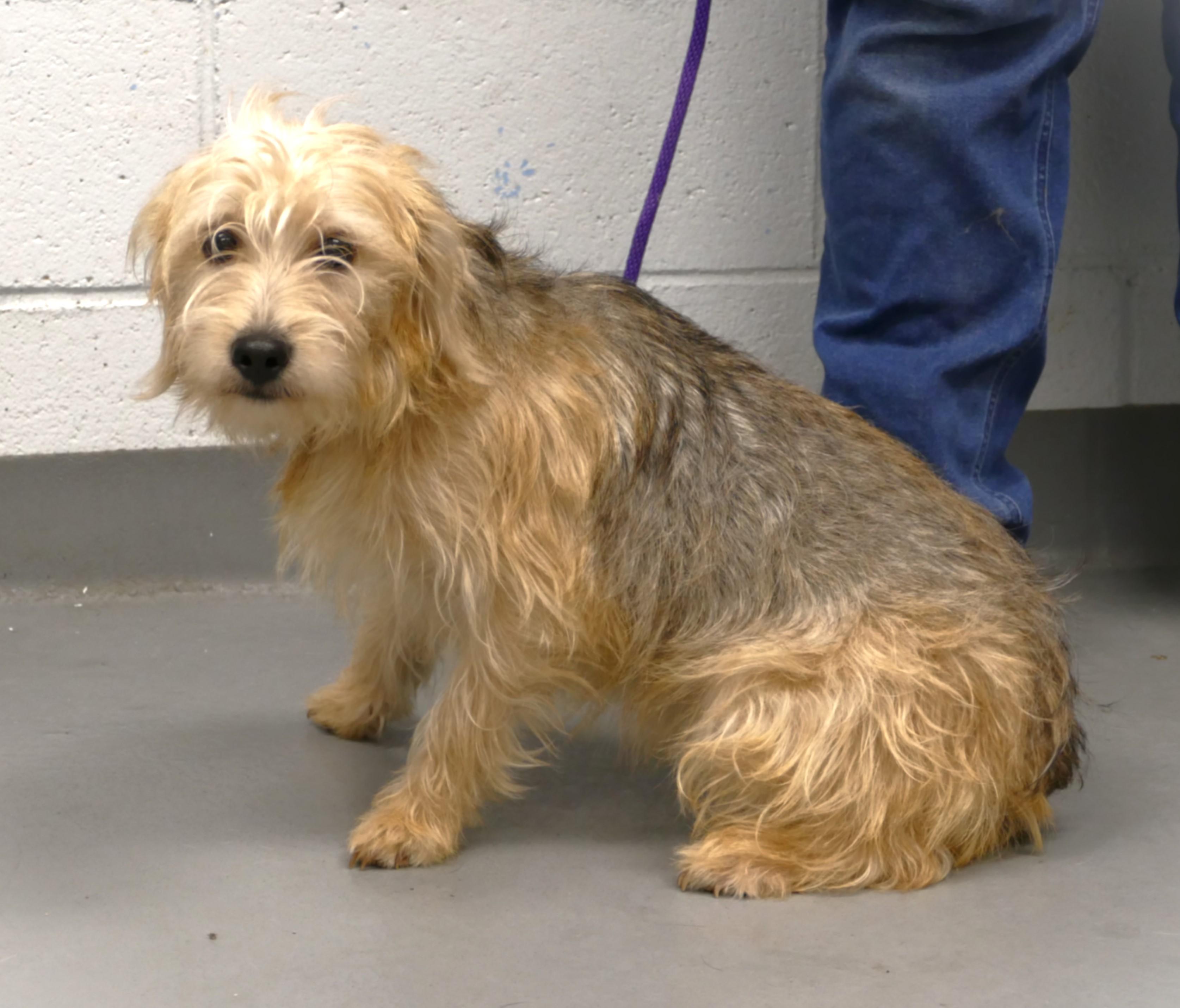 Enlarge FELIX, an adopted mixed breed in Beechbottom, WV image 4/5