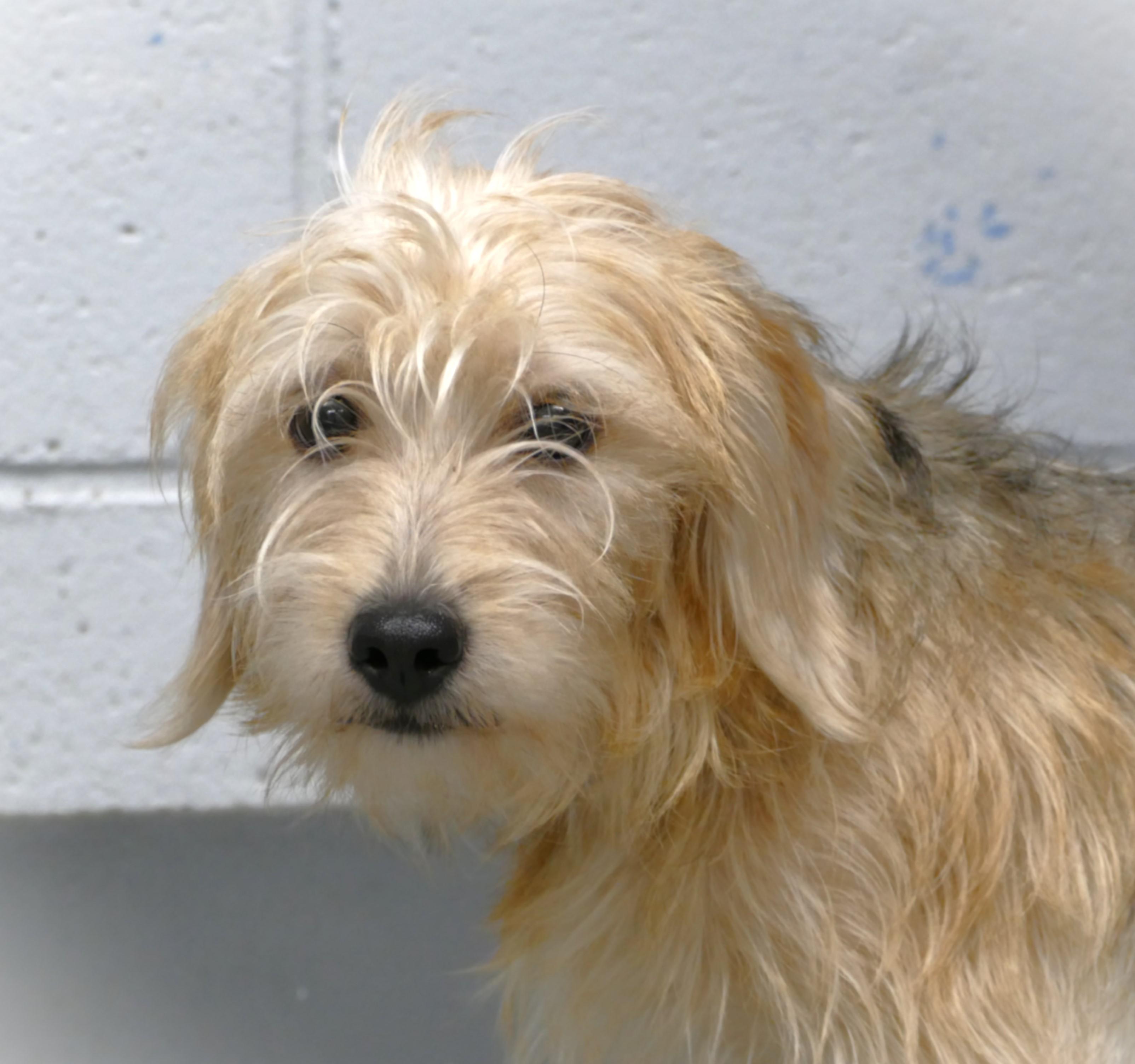 Enlarge FELIX, an adopted mixed breed in Beechbottom, WV image 1/5