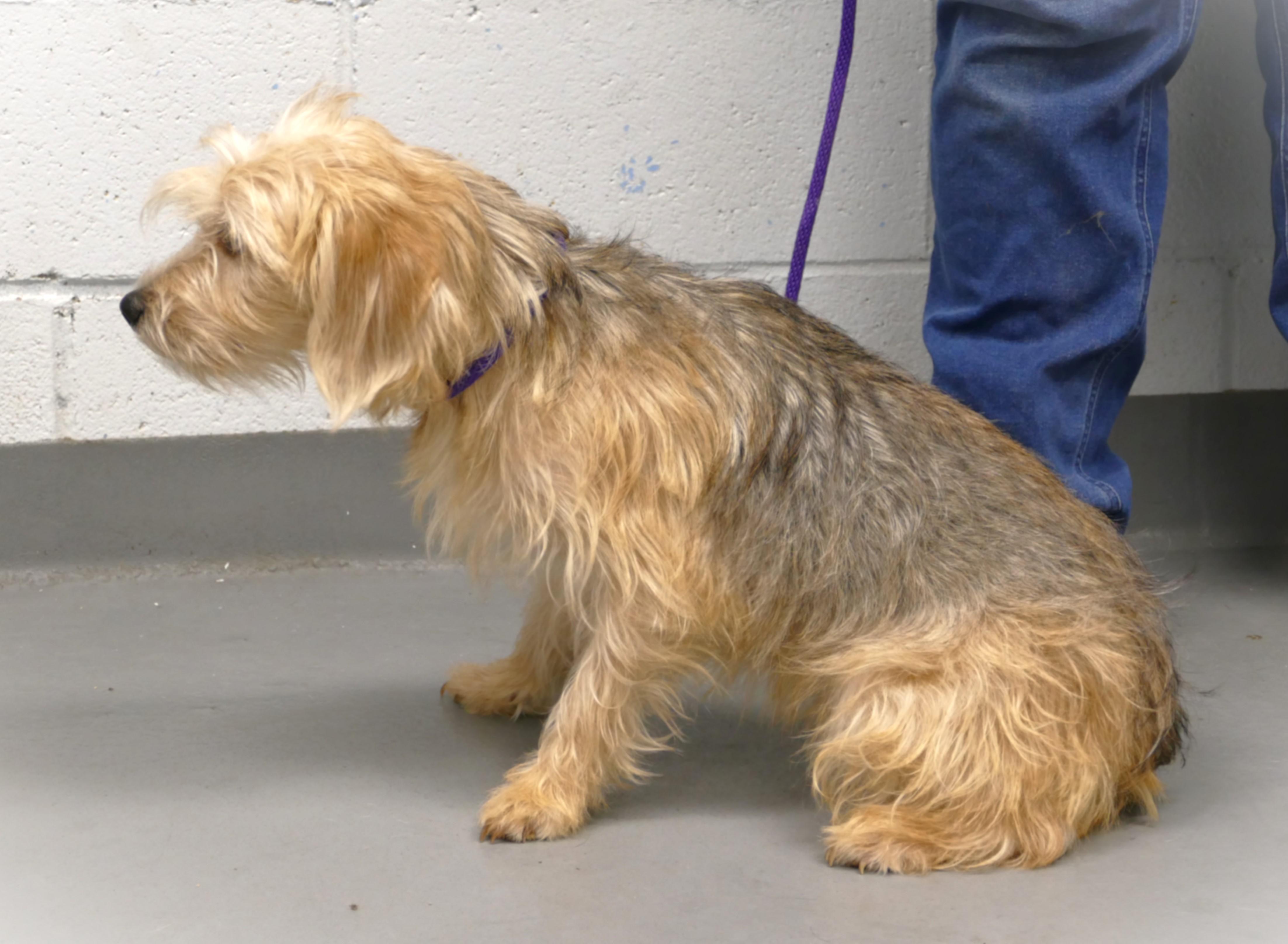 Enlarge FELIX, an adopted mixed breed in Beechbottom, WV image 5/5