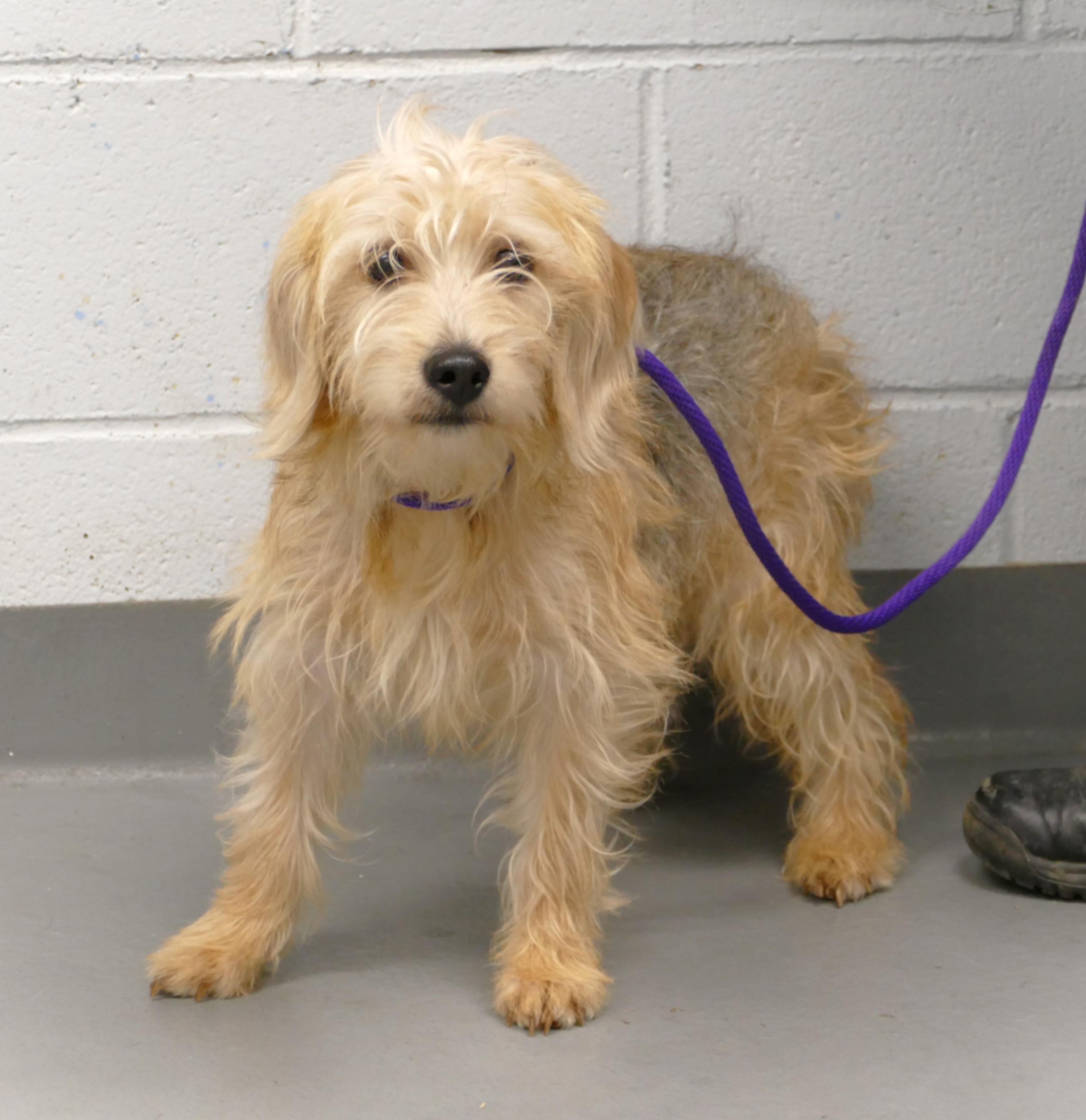 Enlarge FELIX, an adopted mixed breed in Beechbottom, WV image 2/5