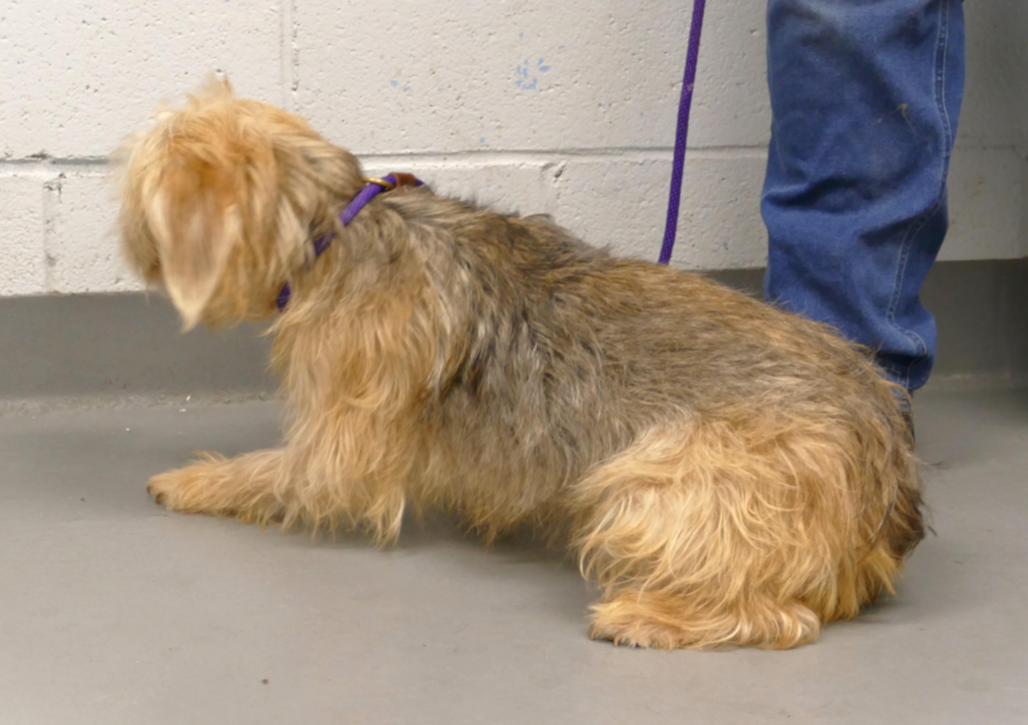 Enlarge FELIX, an adopted mixed breed in Beechbottom, WV image 3/5