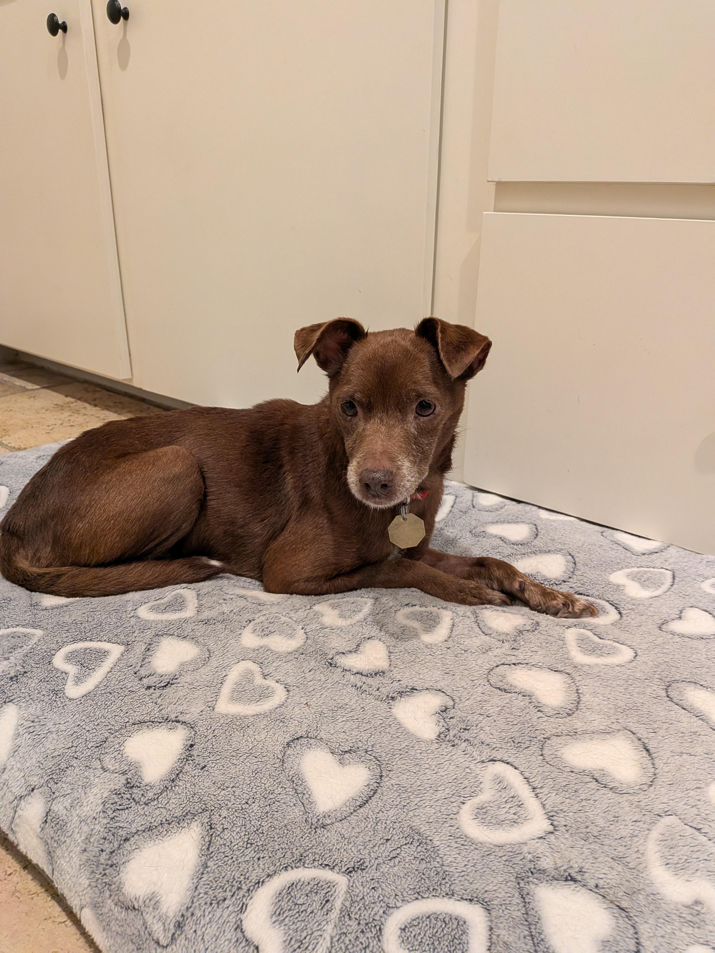 Mrs. Hughes, Adoptable, Senior Female Chihuahua & Manchester Terrier.