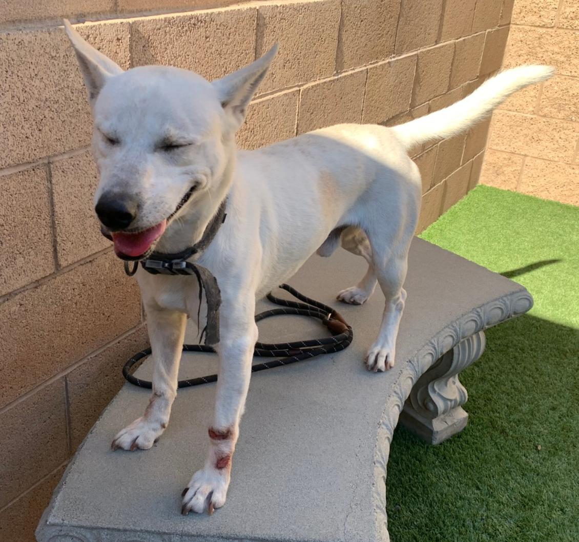 His Owner Passed Away thumbnail 2