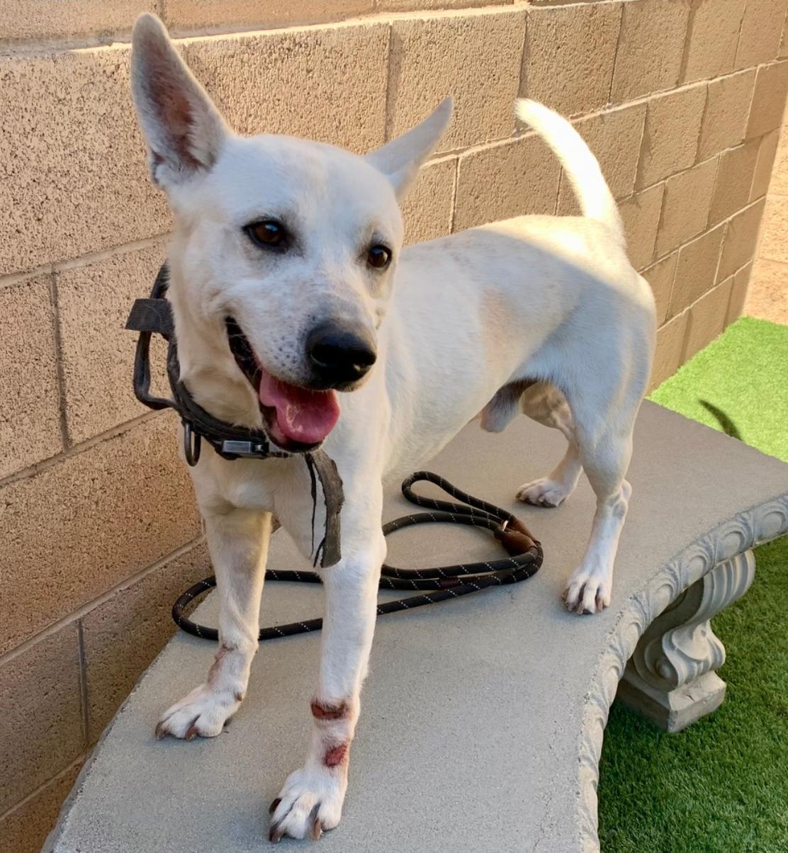 His Owner Passed Away