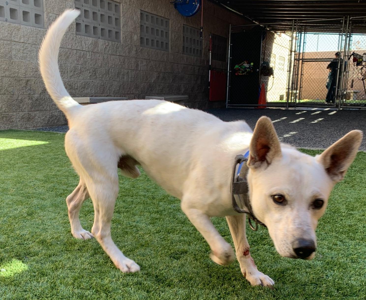 His Owner Passed Away thumbnail 4