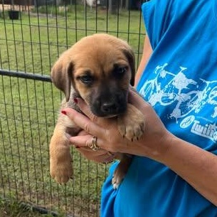 Riggins (Friday Night Lights Litter)