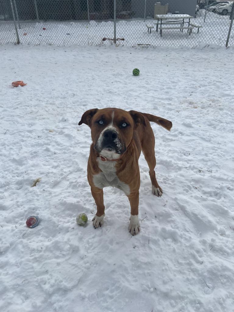 Enlarge Moose, a Adoptable mixed breed in Marion, OH image 1/3