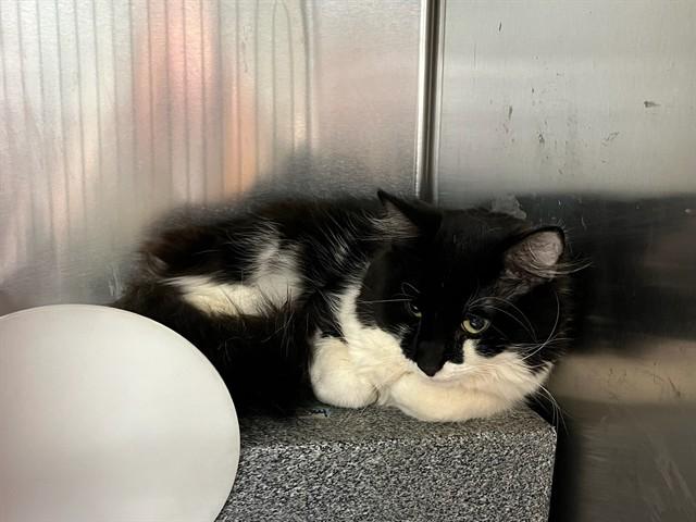 ATTICUS, Adoptable, Young Male Domestic Short Hair.