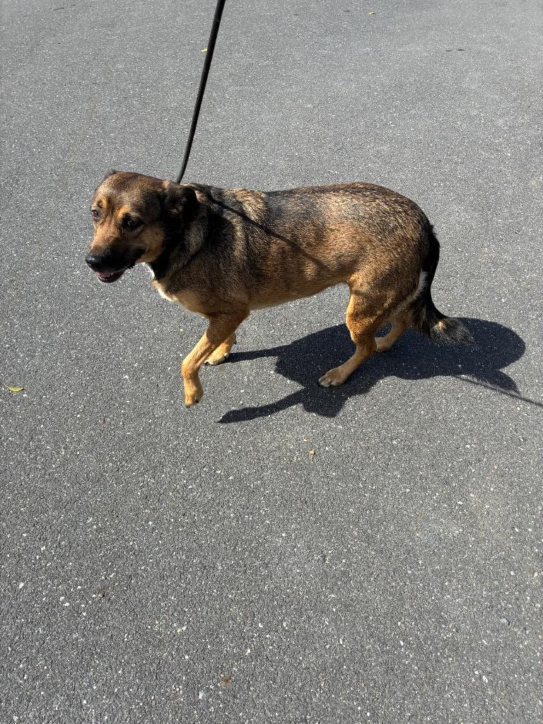 Enlarge Bailey, a Adoptable mixed breed in Pine Grove, PA image 1/1