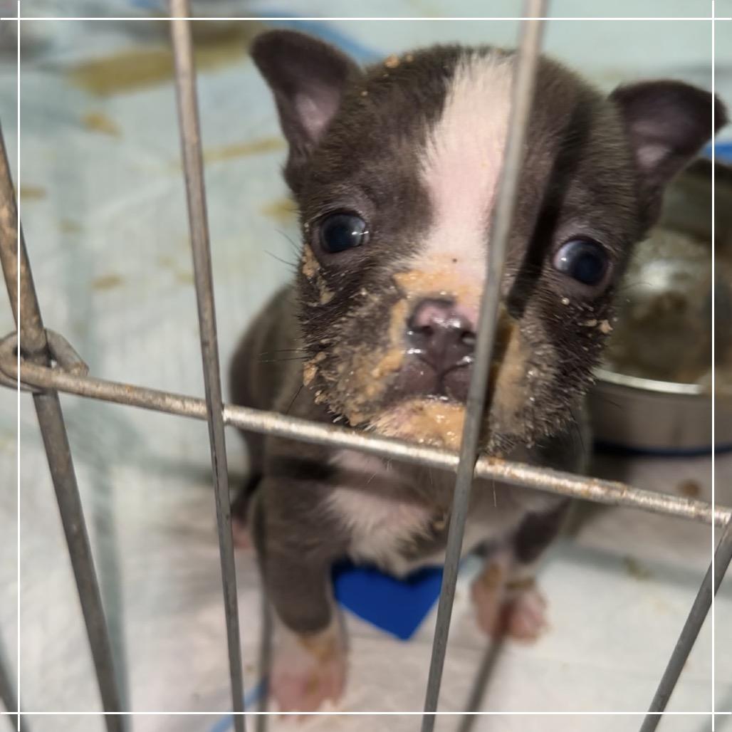 Enlarge Marco, a Adoptable mixed breed in Chandler, AZ image 5/6