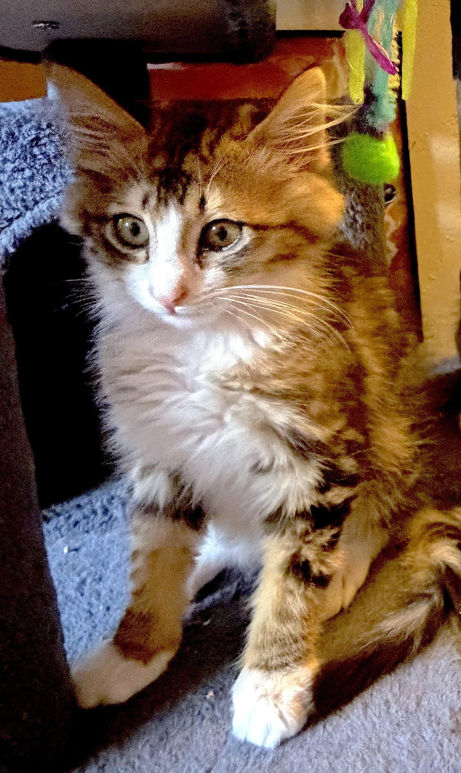 Enlarge HANA - BONDED WITH TIGER, a Adoptable Domestic Medium Hair in Fremont, CA image 2/3