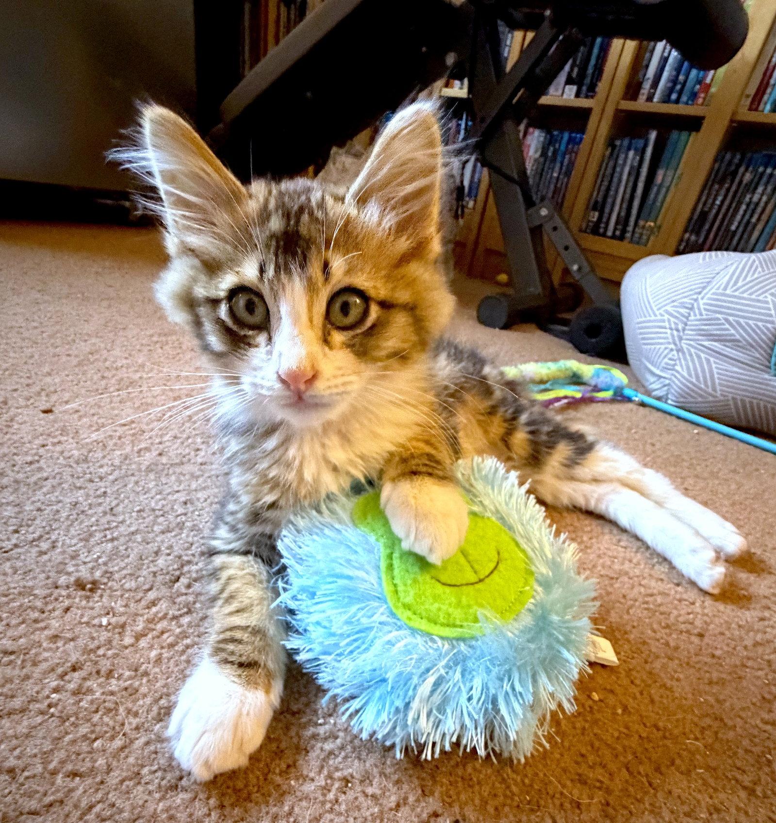 Enlarge HANA - BONDED WITH TIGER, a Adoptable Domestic Medium Hair in Fremont, CA image 3/3