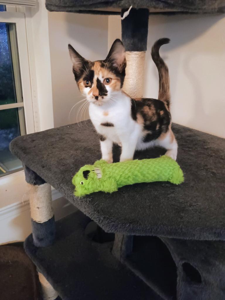Tia, Adoptable, Kitten Female Domestic Short Hair.