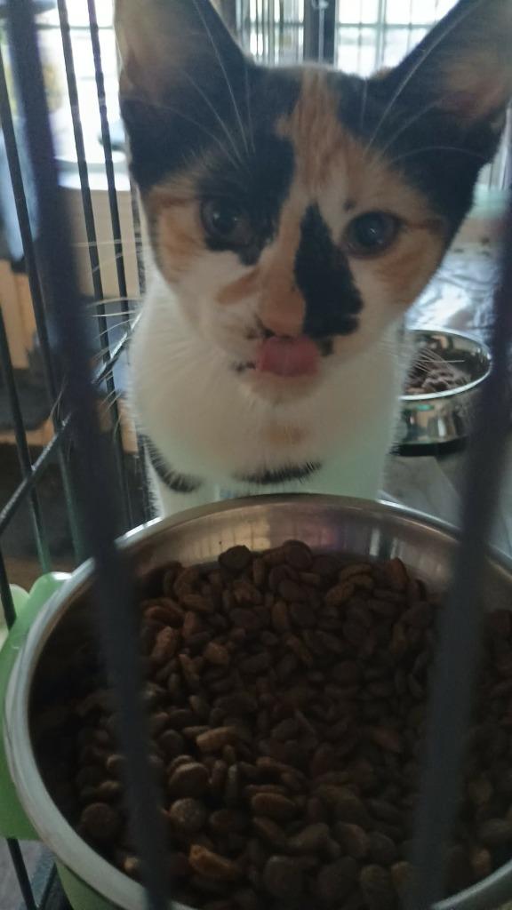 Enlarge Tia, a Adoptable mixed breed in LIberty, NY image 2/2