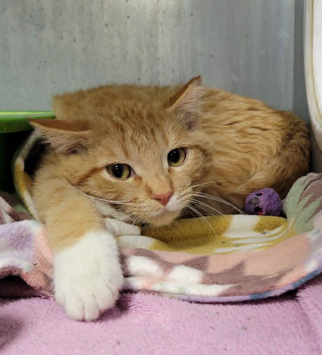 Sardine, ADOPTABLE, Kitten Male Domestic Short Hair.