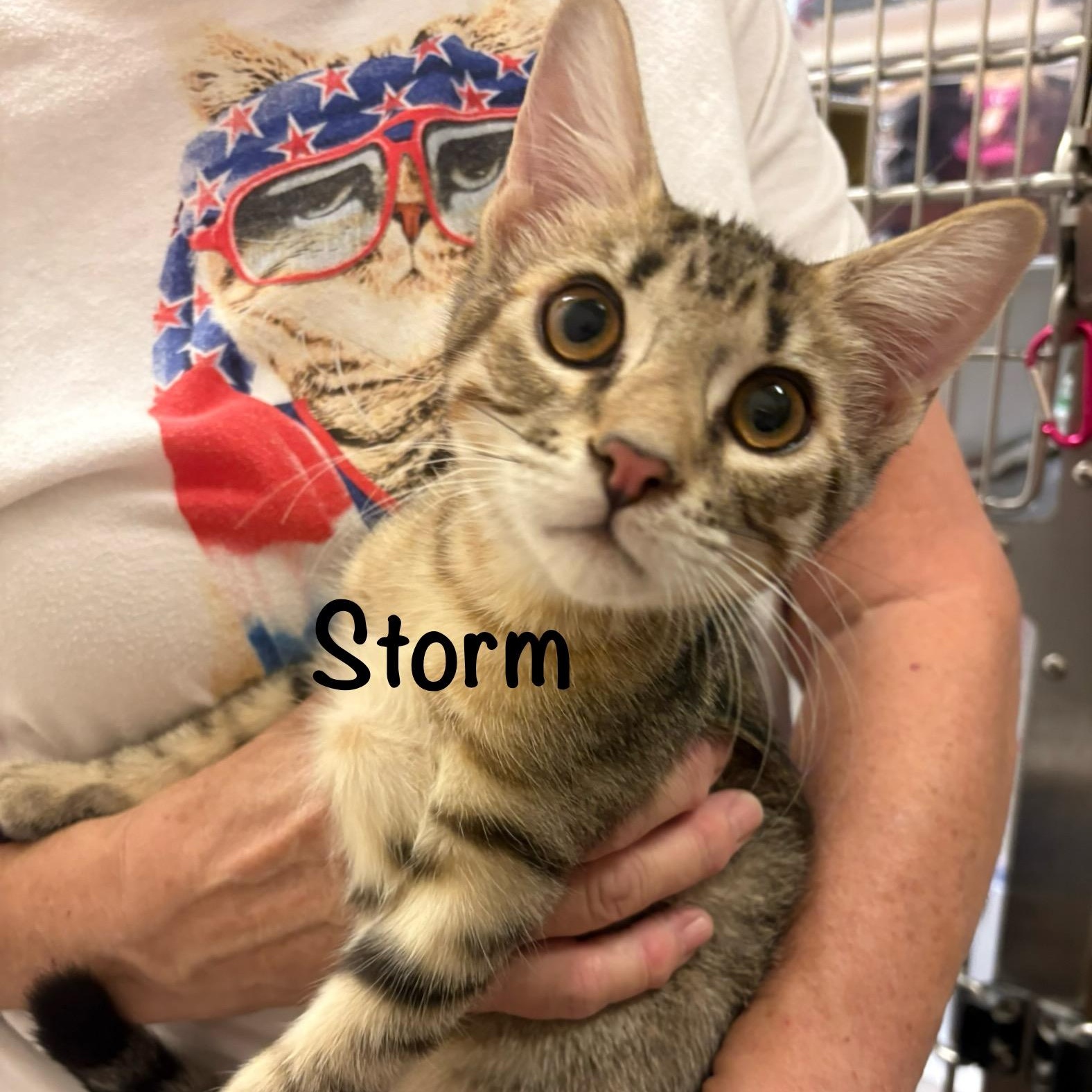 Storm (call 602-692-1499 to meet Storm)