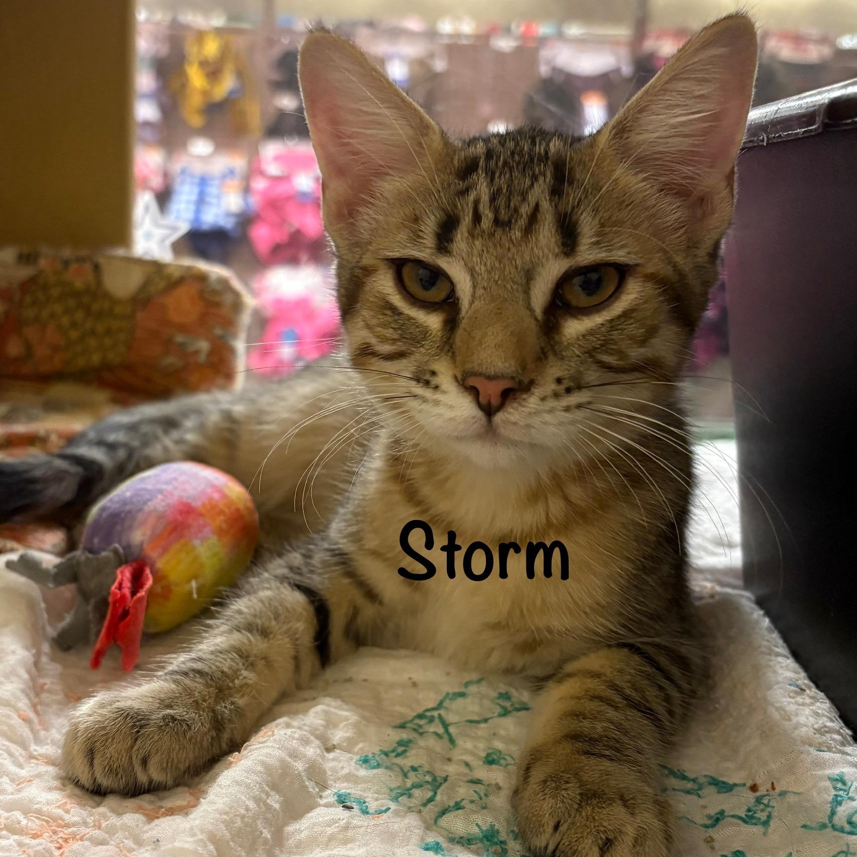 Storm (call 602-692-1499 to meet Storm)
