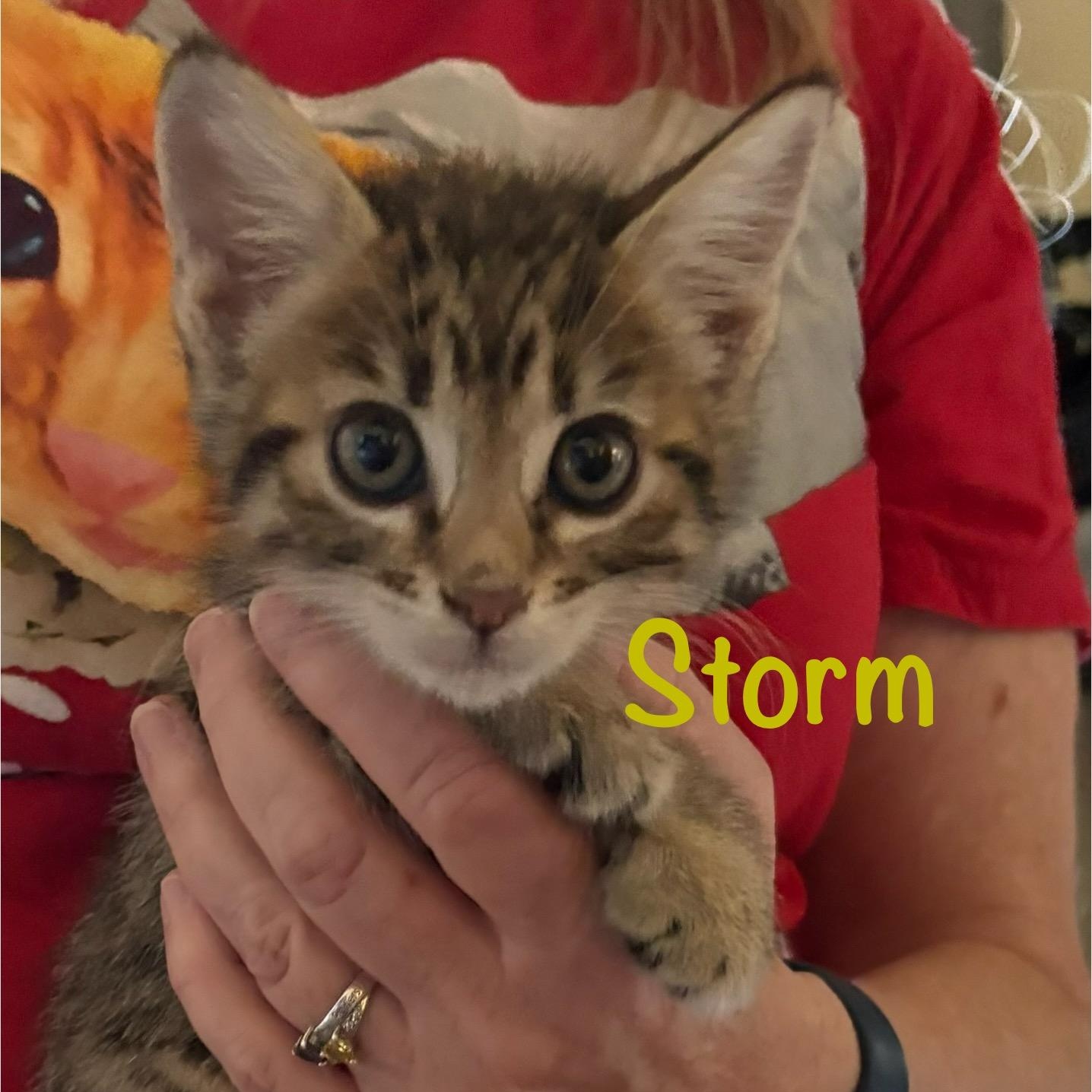 Storm (call 602-692-1499 to meet Storm)