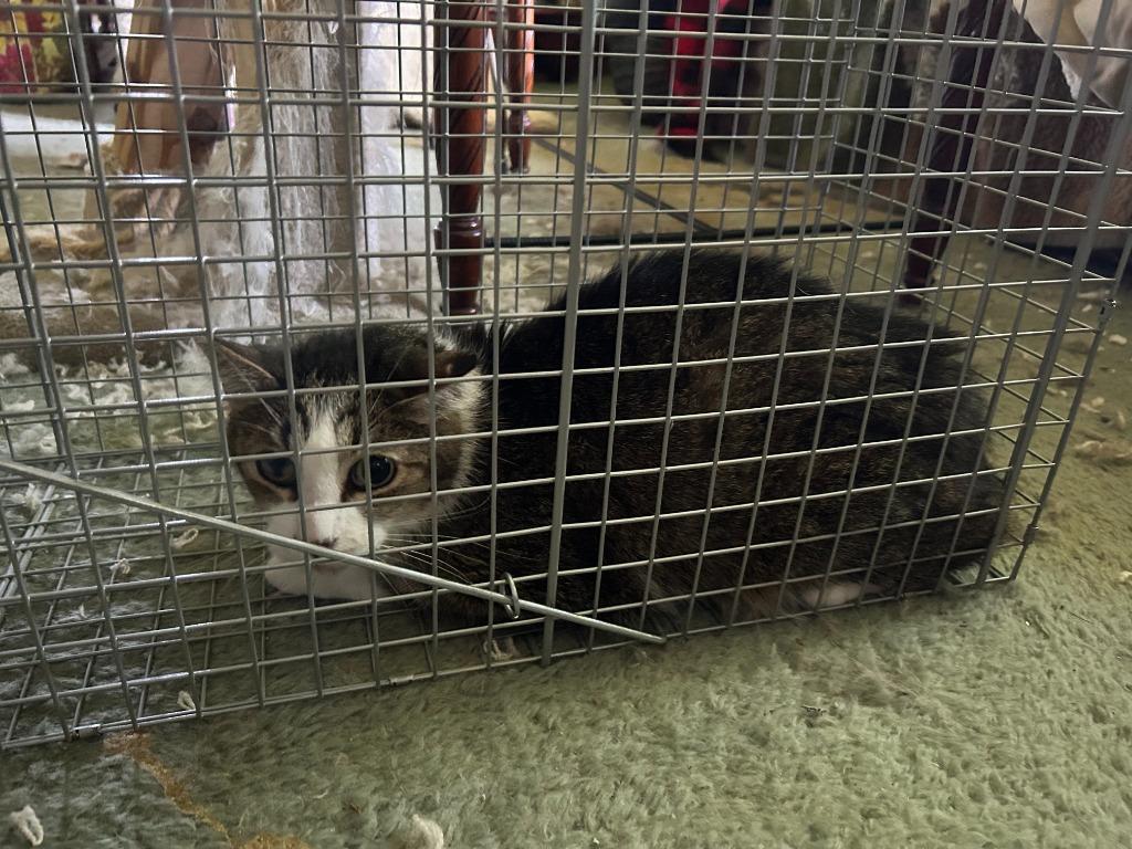 Precious Princess, Adopted, Adult Female Domestic Short Hair.