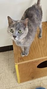 Elsa, adopted, Adult Female Domestic Short Hair.