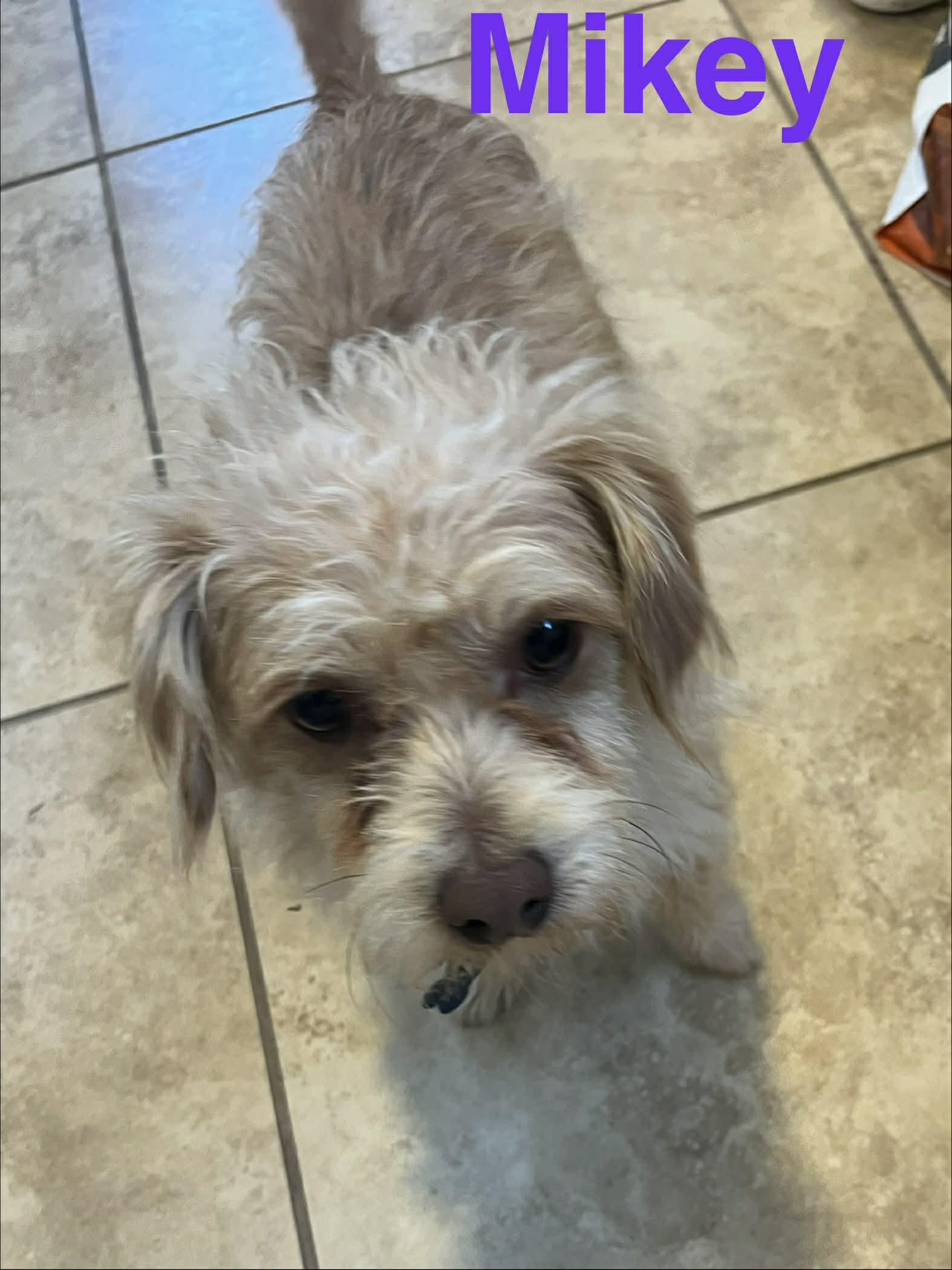 Mikey — thumbnail 2