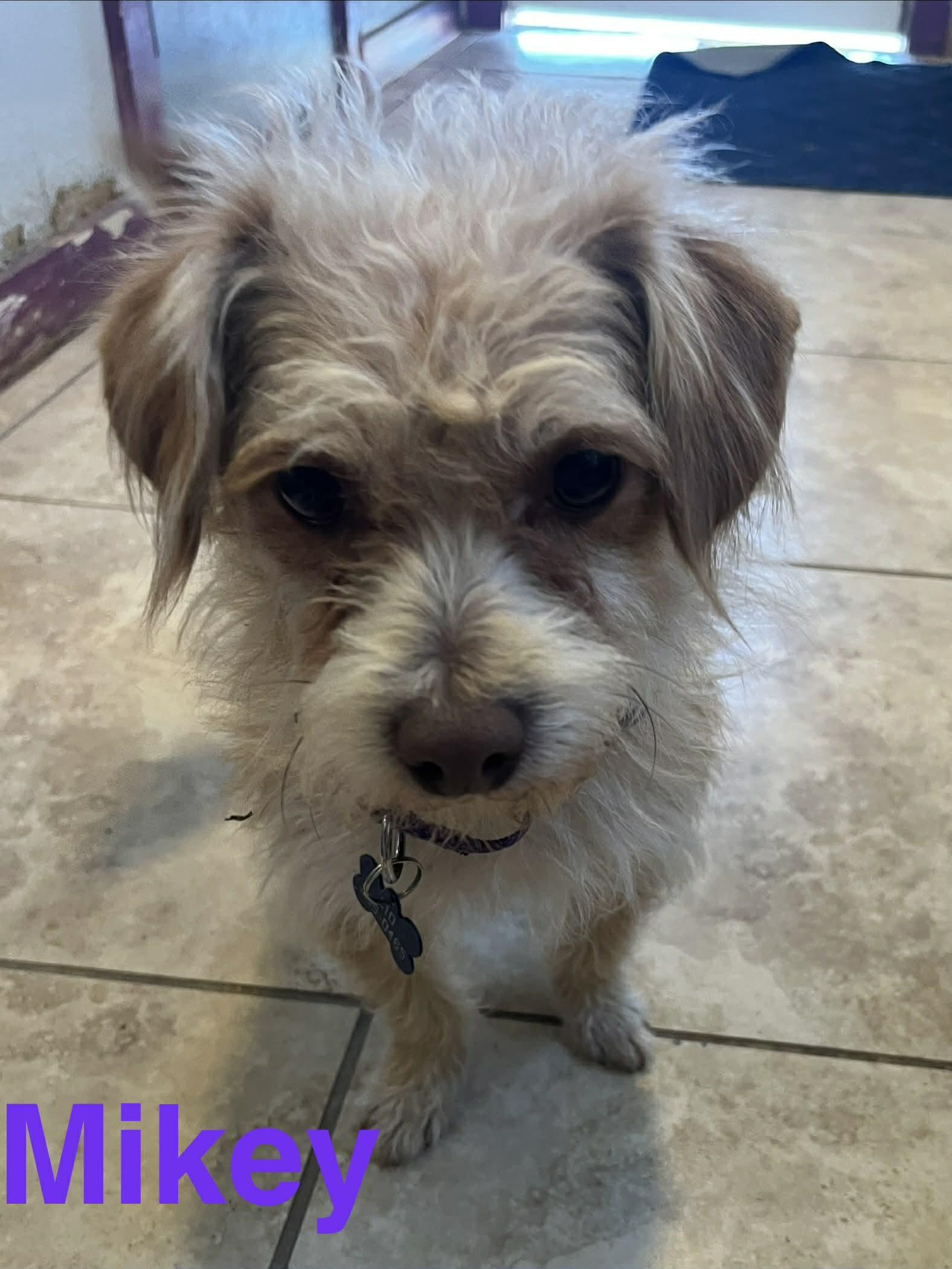 Mikey — thumbnail 3