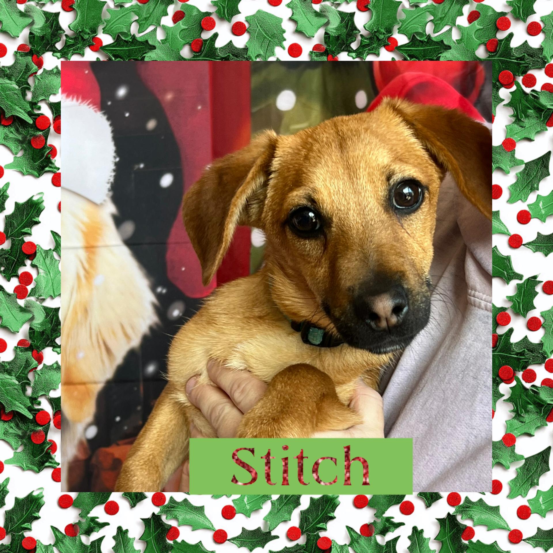Enlarge Stitch, a ADOPTABLE mixed breed in Joliet, IL image 1/2