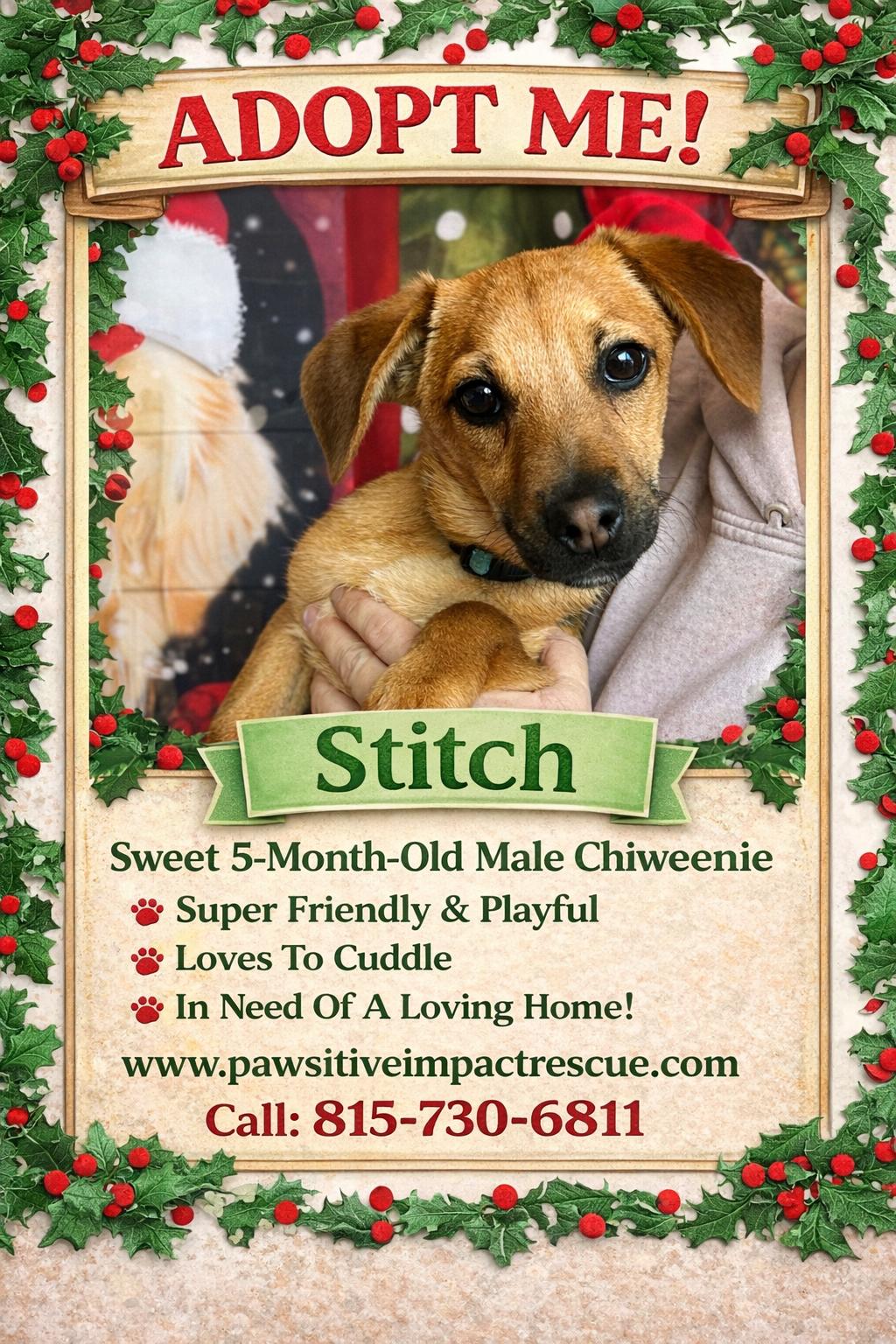 Enlarge Stitch, a ADOPTABLE mixed breed in Joliet, IL image 2/2