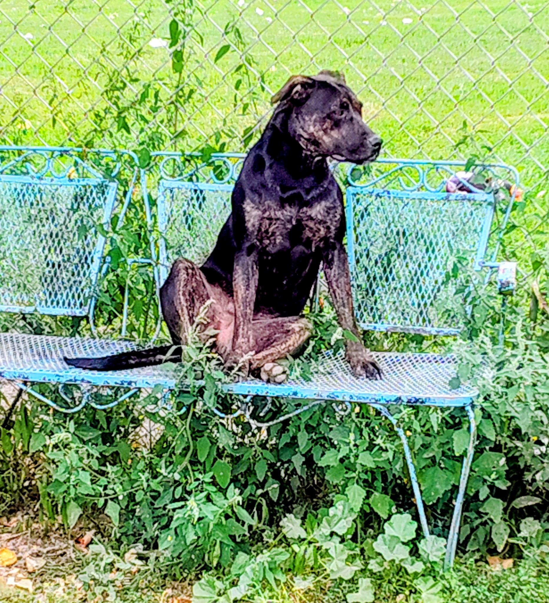 Enlarge Penta, a ADOPTABLE mixed breed in Marengo, IL image 2/2