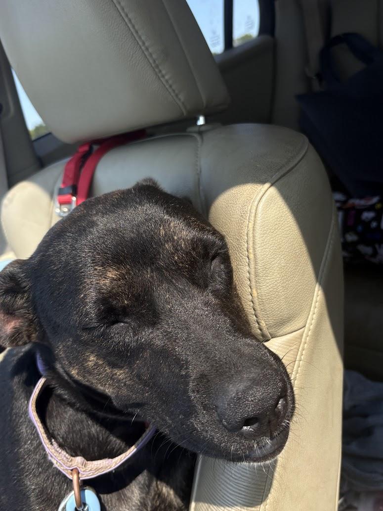 Enlarge Penta, a Adoptable mixed breed in Marengo, IL image 1/3