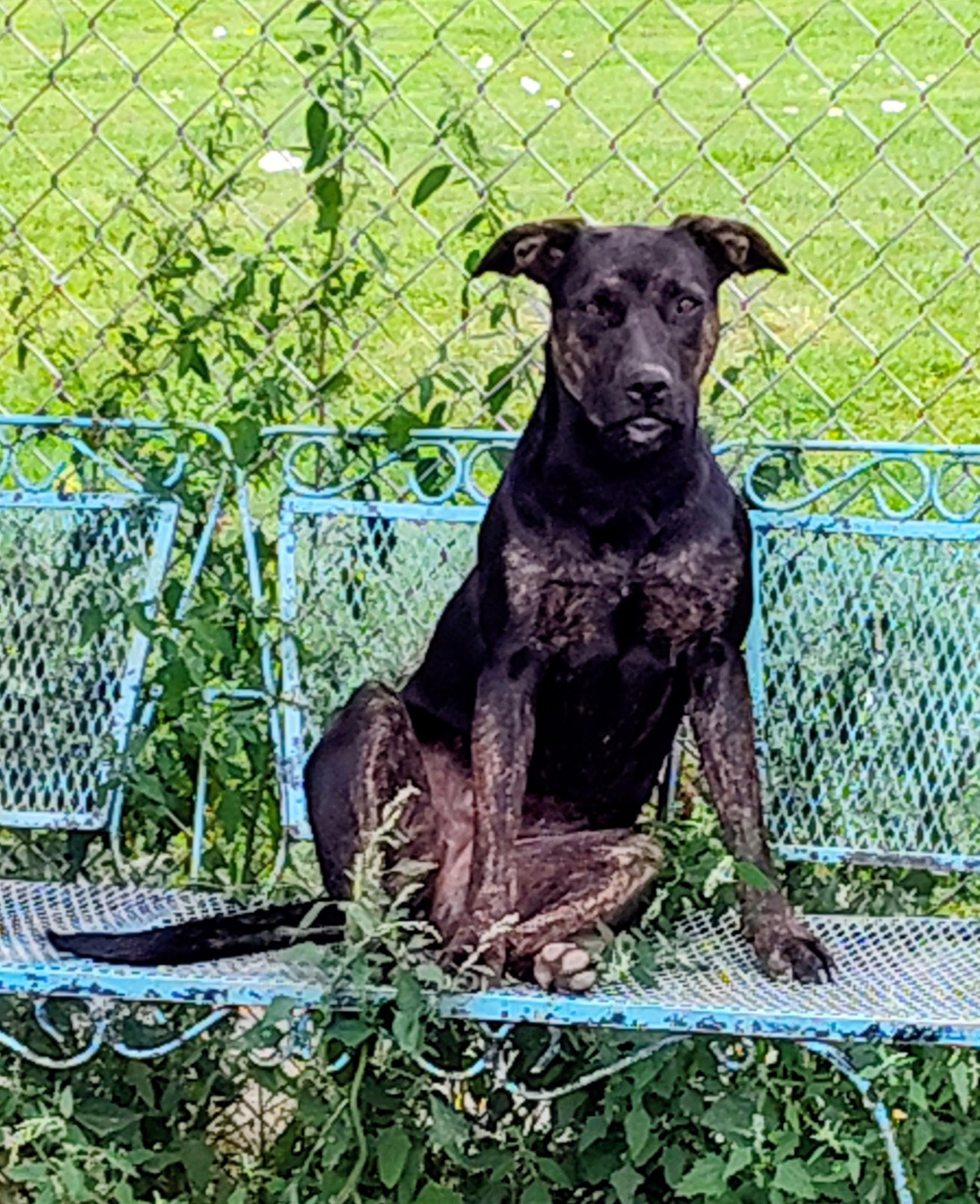 Penta, ADOPTABLE, Young Female Mixed Breed & Plott Hound.