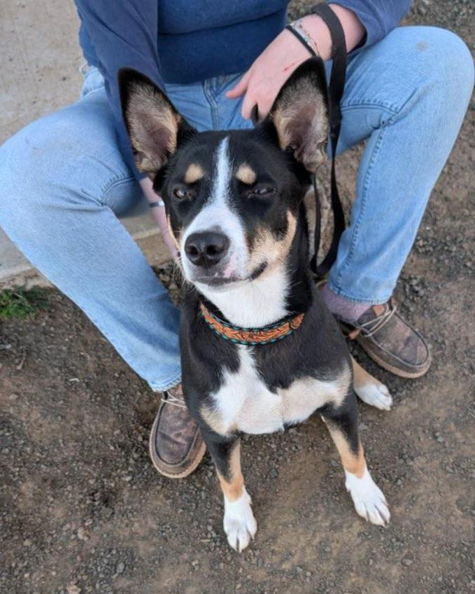 Enlarge Harley , a ADOPTABLE Australian Kelpie in Goldendale, WA image 2/6